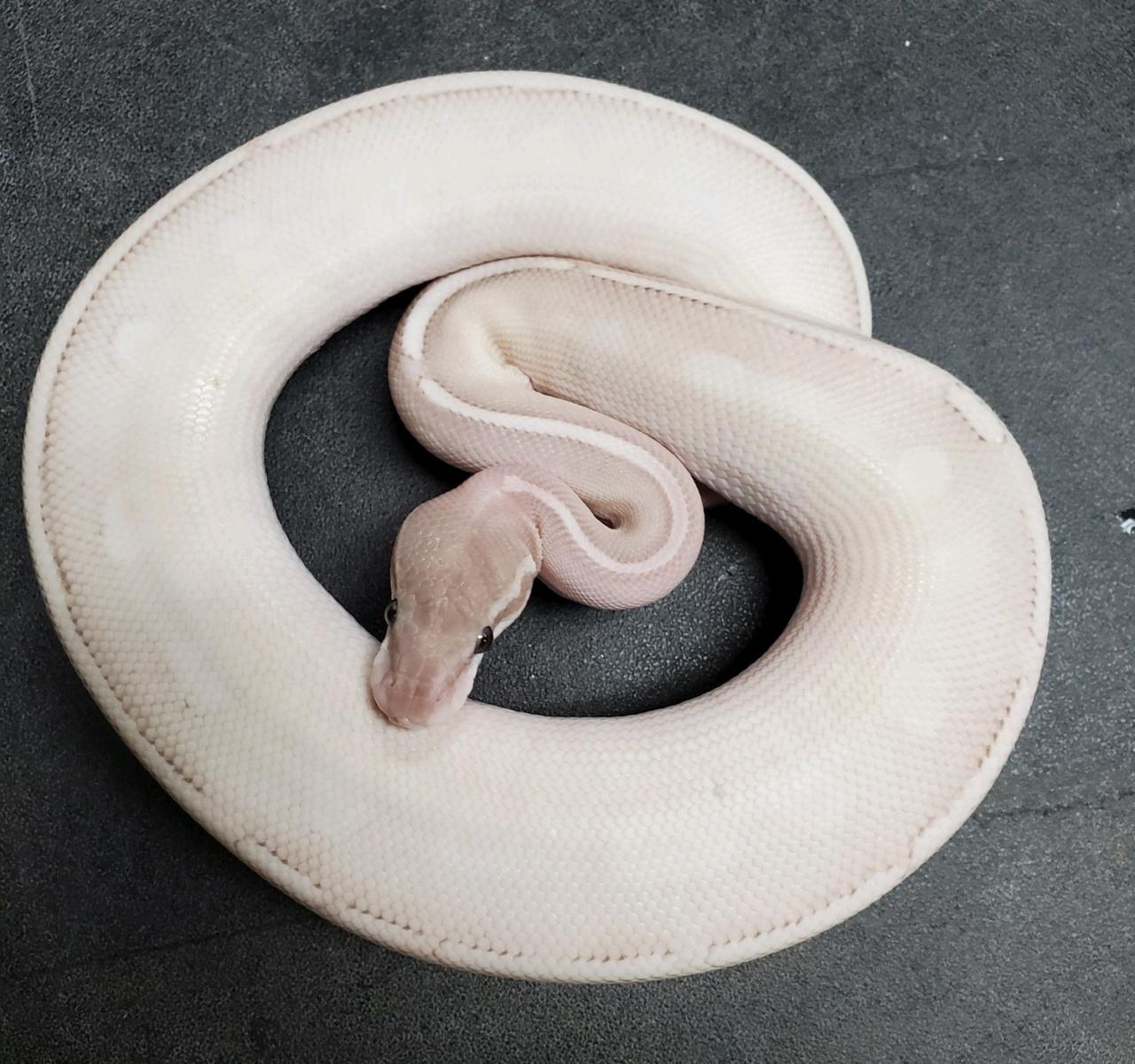 Lavender mystic potion ball python