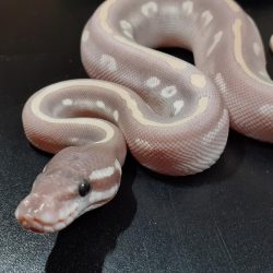 Lavender mystic potion ball python