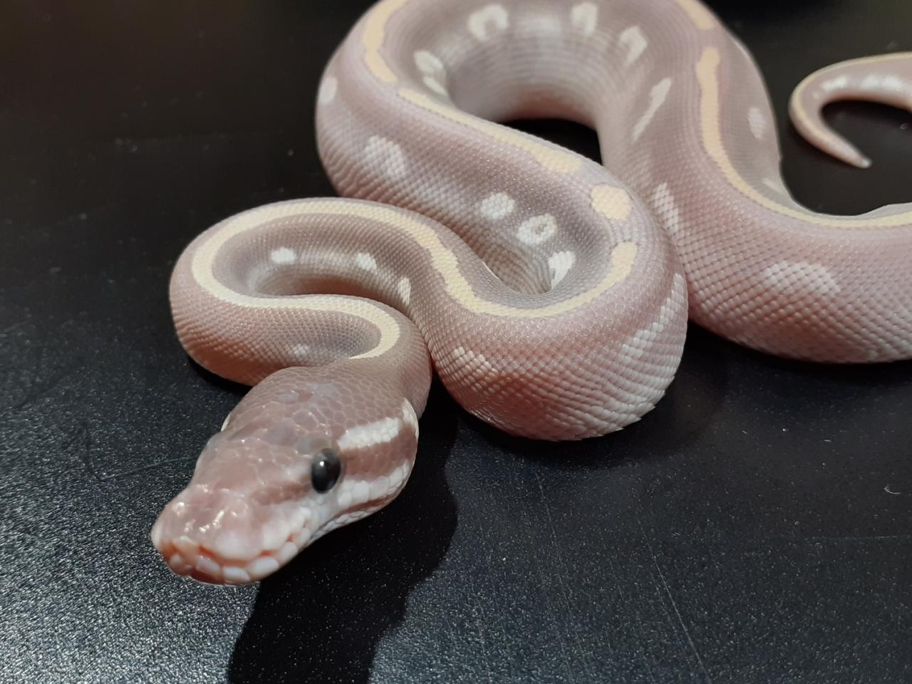 Lavender mystic potion ball python