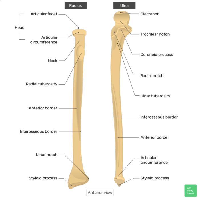 Radius and ulna anterior view