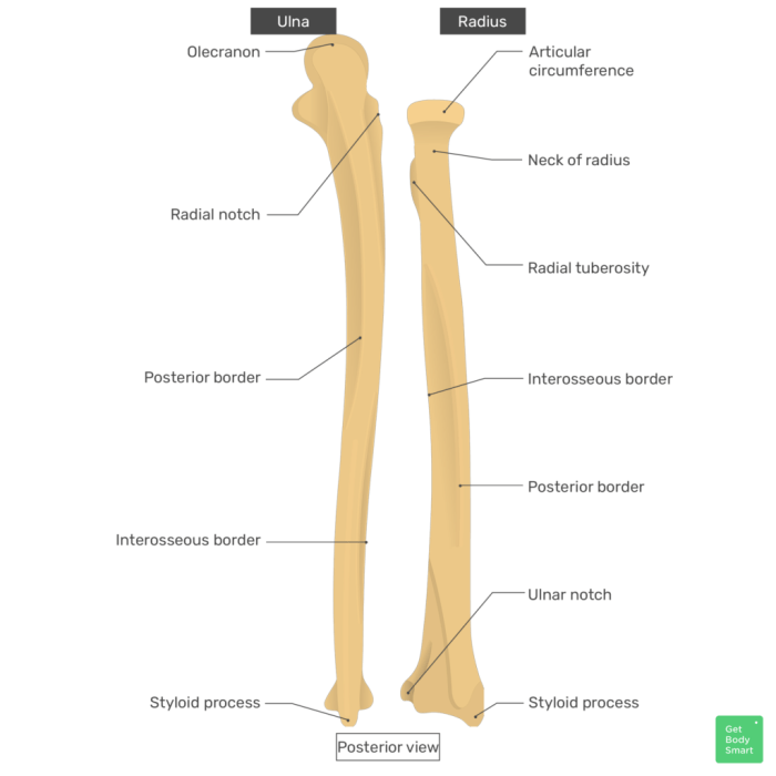 Radius and ulna anterior view