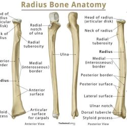 Radius and ulna anterior view