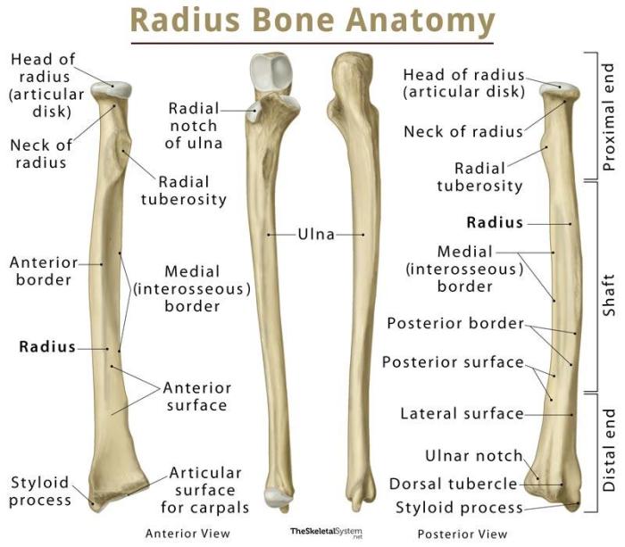 Radius and ulna anterior view