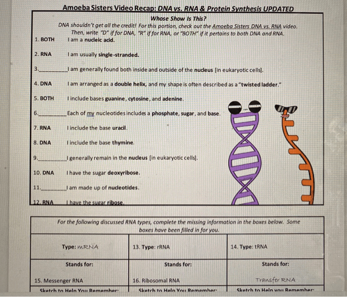 Dna and rna worksheet answer key pdf