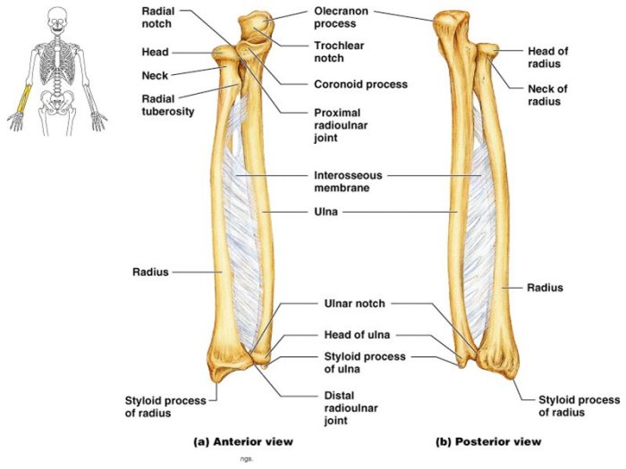 Radius and ulna anterior view