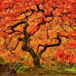 Maple tree meaning in bible