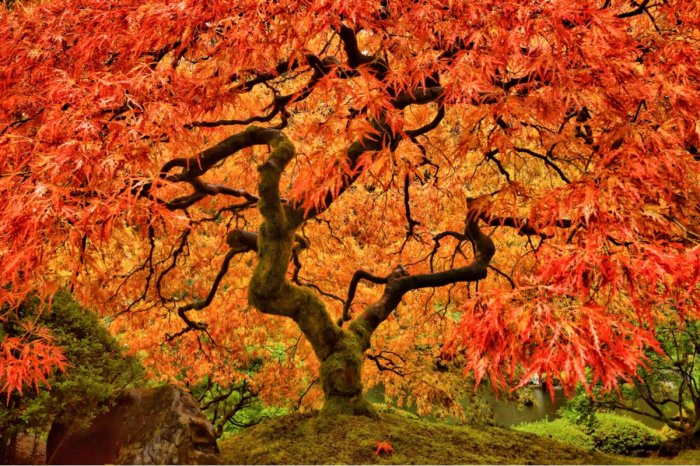 Maple tree meaning in bible