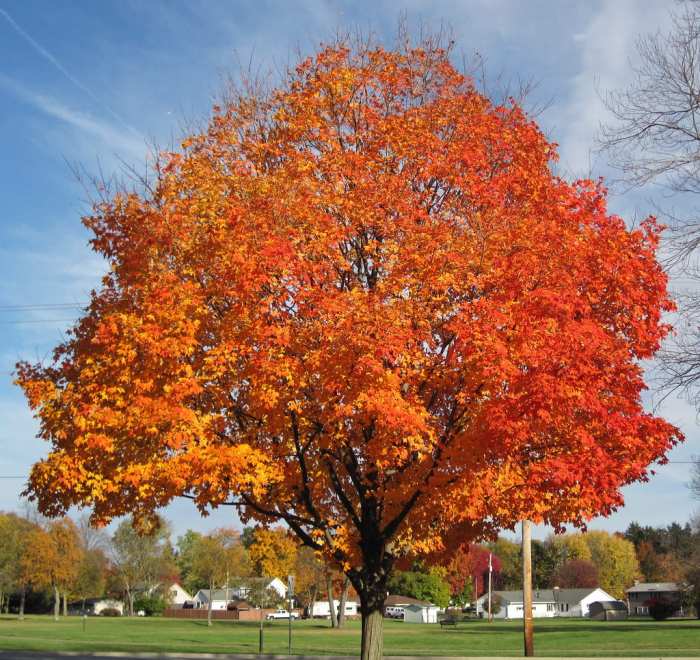 Maple tree meaning in bible