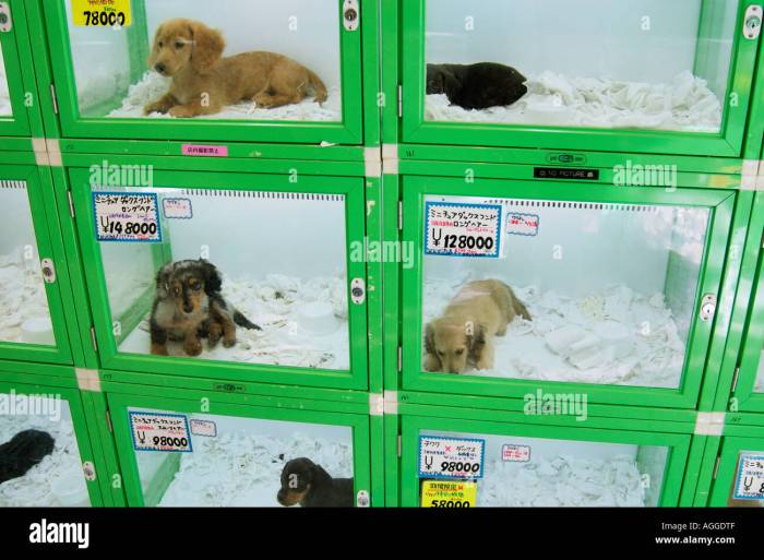 The pet store had 6 puppies selling