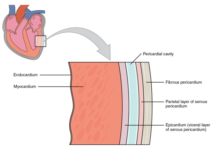 Serous membranes cavity