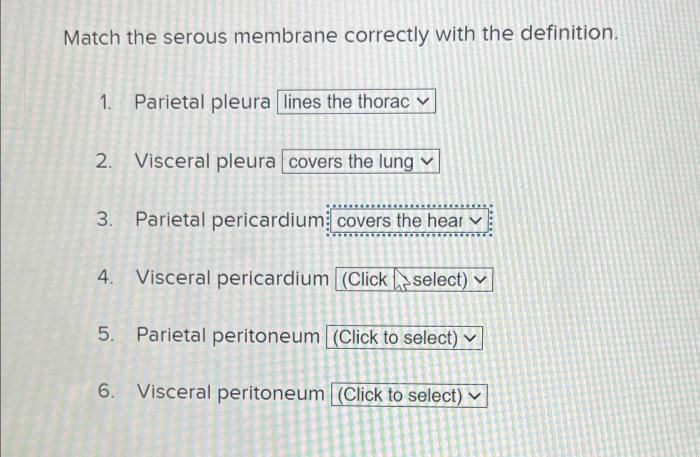 Match the serous membrane correctly with the definition