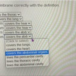 Match the serous membrane correctly with the definition