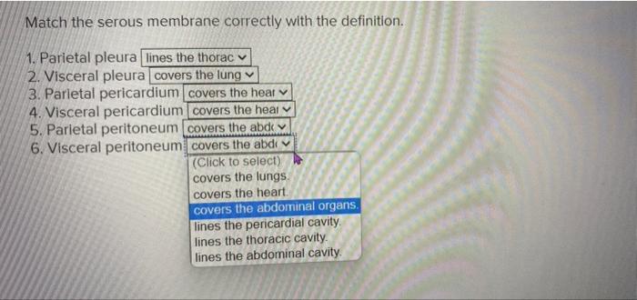 Match the serous membrane correctly with the definition