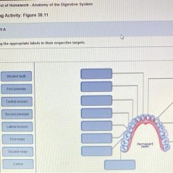 Exercise 25 review sheet functional anatomy of the digestive system