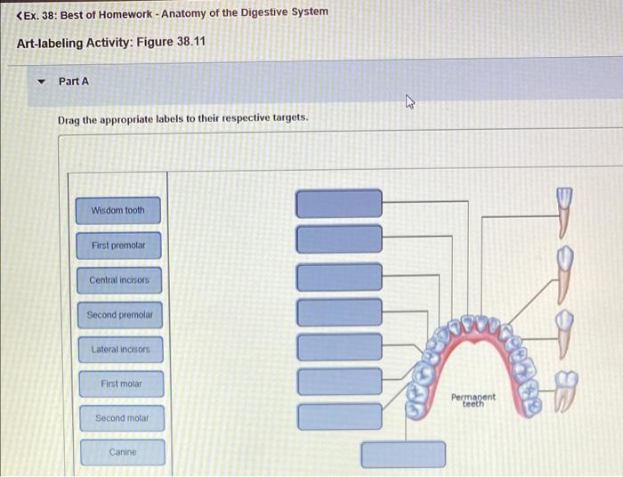 Exercise 25 review sheet functional anatomy of the digestive system