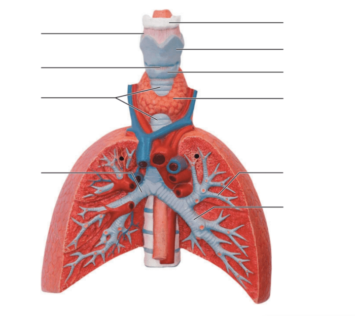 Exercise 25 review sheet functional anatomy of the digestive system